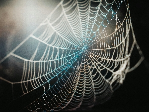 Animal Friday: Spiders